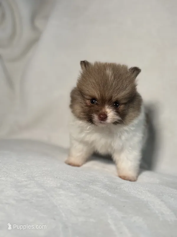 Princess – Pomeranian puppy for sale in Lakewood, OH