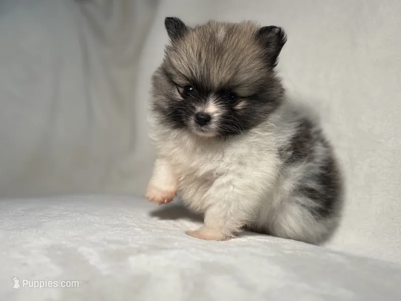 Oreo – Pomeranian puppy for sale in Lakewood, OH