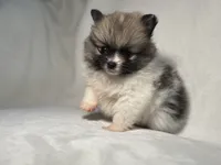 Oreo, a male Pomeranian for sale in Lakewood, OH – 1 of 3
