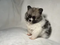 Oreo, a male Pomeranian for sale in Lakewood, OH – 3 of 3