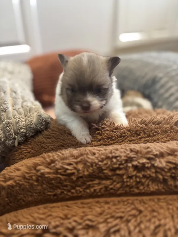 Princess – Pomeranian puppy for sale in Lakewood, OH