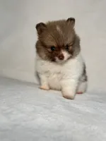 Princess, a female Pomeranian for sale in Lakewood, OH – 3 of 3