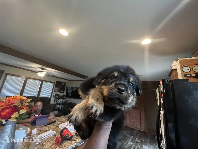 Boy – Rottweiler puppy for sale in Eastland, TX