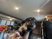 Boy, a male Rottweiler for sale in Eastland, TX – 1 of 1