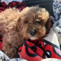 Marley, a female Cavapoo for sale in Delavan, WI – Photo 3 of 3
