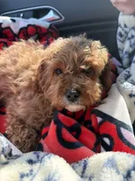 Marley, a female Cavapoo for sale in Delavan, WI – Photo 3 of 3