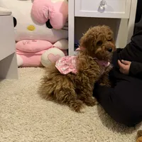 Marley, a female Cavapoo for sale in Delavan, WI – Photo 2 of 3