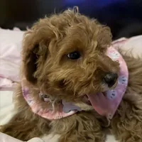 Marley, a female Cavapoo for sale in Delavan, WI – Photo 1 of 3