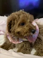 Marley, a female Cavapoo for sale in Delavan, WI – Photo 1 of 3