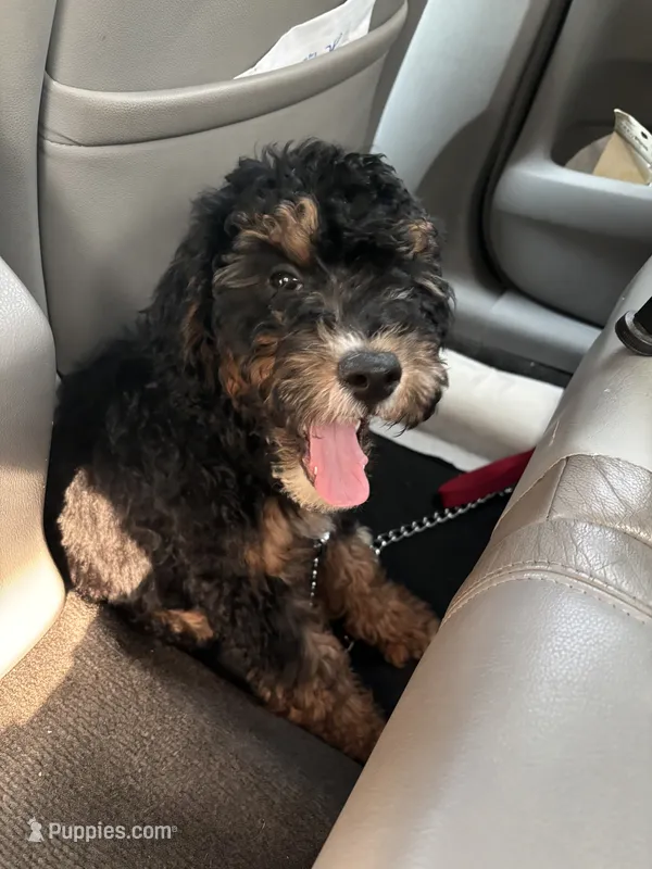 Rocky  – Miniature Goldendoodle puppy for sale in Wilmington, DE
