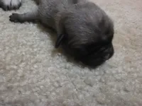 Girl 2, a female Pug for sale in Whidbey Island, WA – 4 of 5