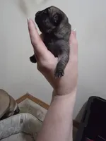 The boy, a male Pug for sale in Whidbey Island, WA – 3 of 9