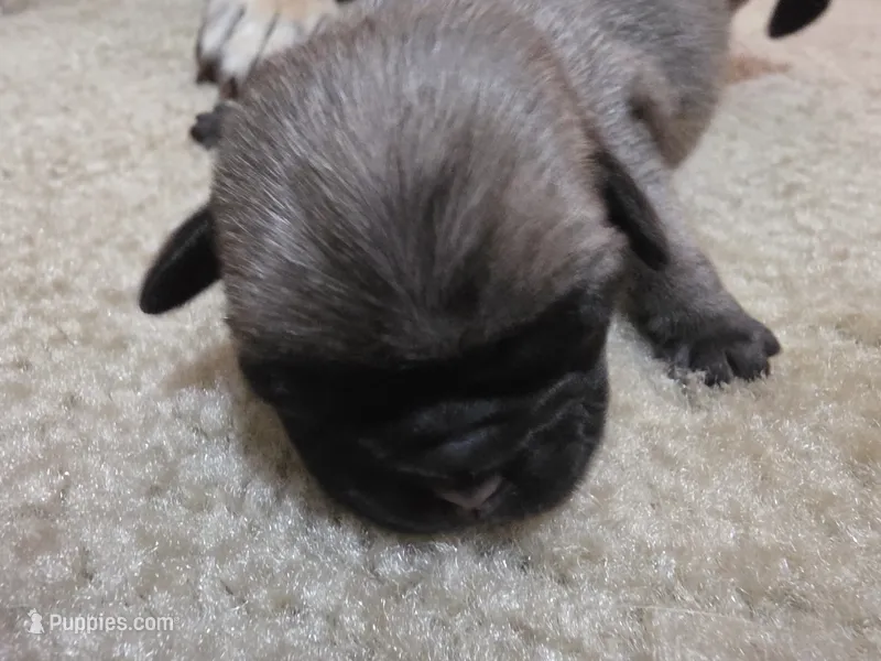 Girl 2 – Pug puppy for sale in Whidbey Island, WA