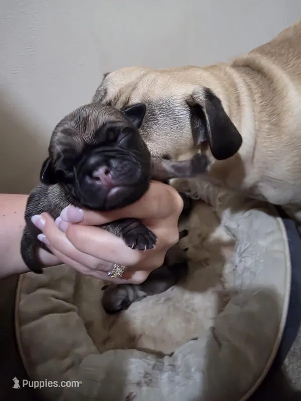 The boy – Pug puppy for sale in Whidbey Island, WA