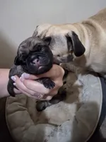 The boy, a male Pug for sale in Whidbey Island, WA – 1 of 9