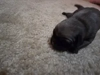 The boy, a male Pug for sale in Whidbey Island, WA – 4 of 9