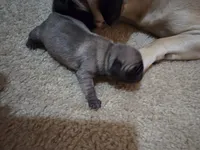 Big girl, a female Pug for sale in Whidbey Island, WA – 5 of 6
