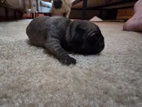The boy, a male Pug for sale in Whidbey Island, WA – 8 of 9