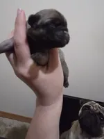 Girl 2, a female Pug for sale in Whidbey Island, WA – 3 of 5