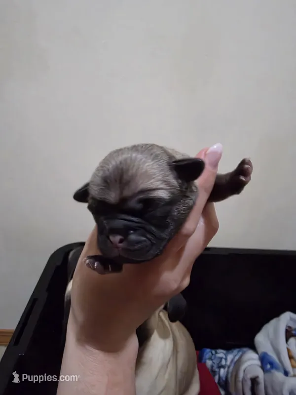 Girl 1 – Pug puppy for sale in Whidbey Island, WA