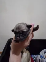 Girl 1, a female Pug for sale in Whidbey Island, WA – 1 of 7