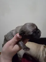 Girl 1, a female Pug for sale in Whidbey Island, WA – 3 of 7