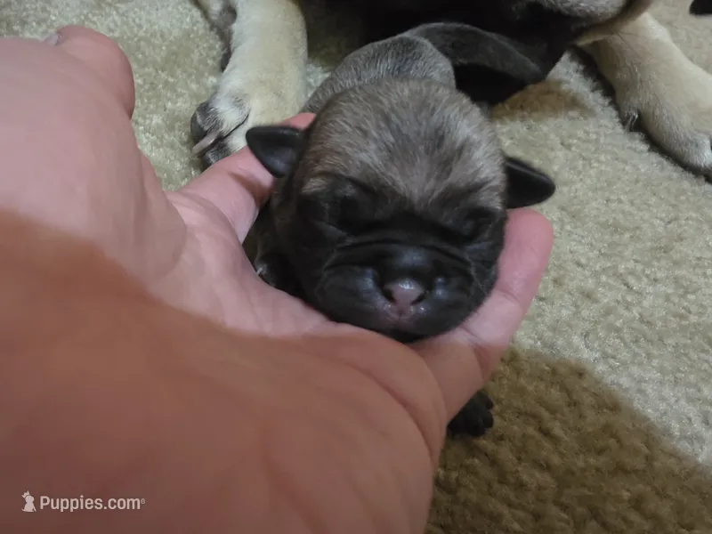 Big girl – Pug puppy for sale in Whidbey Island, WA