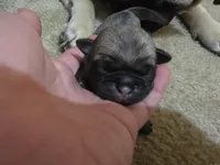 Big girl, a female Pug for sale in Whidbey Island, WA – 1 of 6