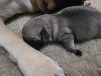 Big girl, a female Pug for sale in Whidbey Island, WA – 6 of 6