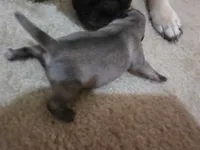 Big girl, a female Pug for sale in Whidbey Island, WA – 2 of 6