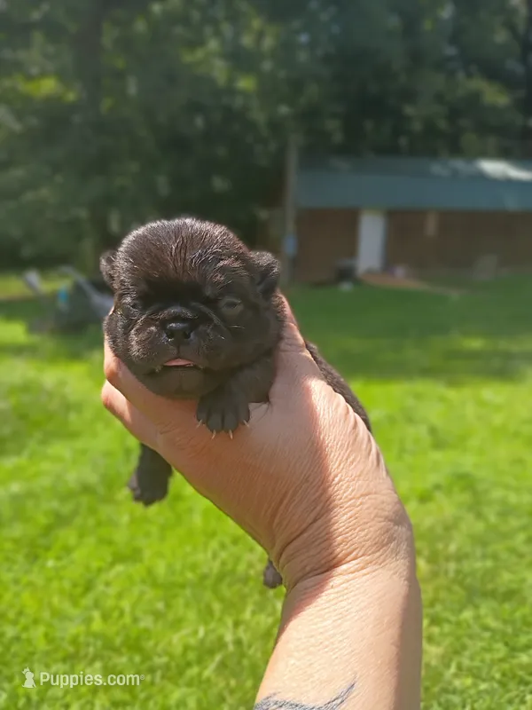 Optimus Prime – Pug puppy for sale in Dunlap, TN