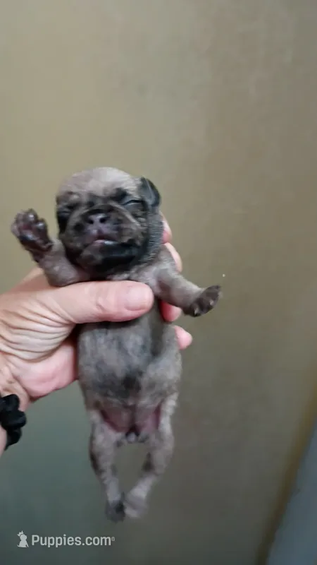 Reba – Pug puppy for sale in Dunlap, TN