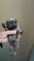 Reba, a female Pug for sale in Dunlap, TN – 1 of 1