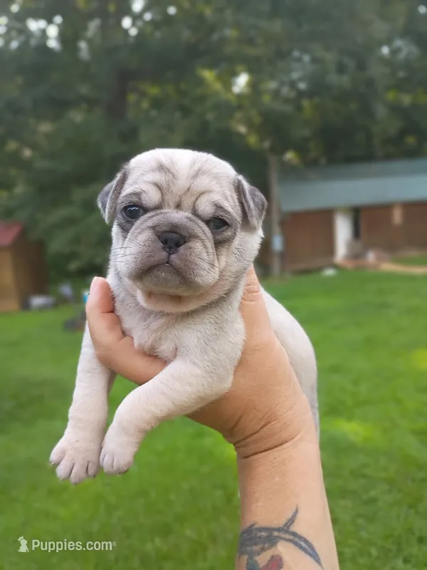 Simba – Pug puppy for sale in Dunlap, TN