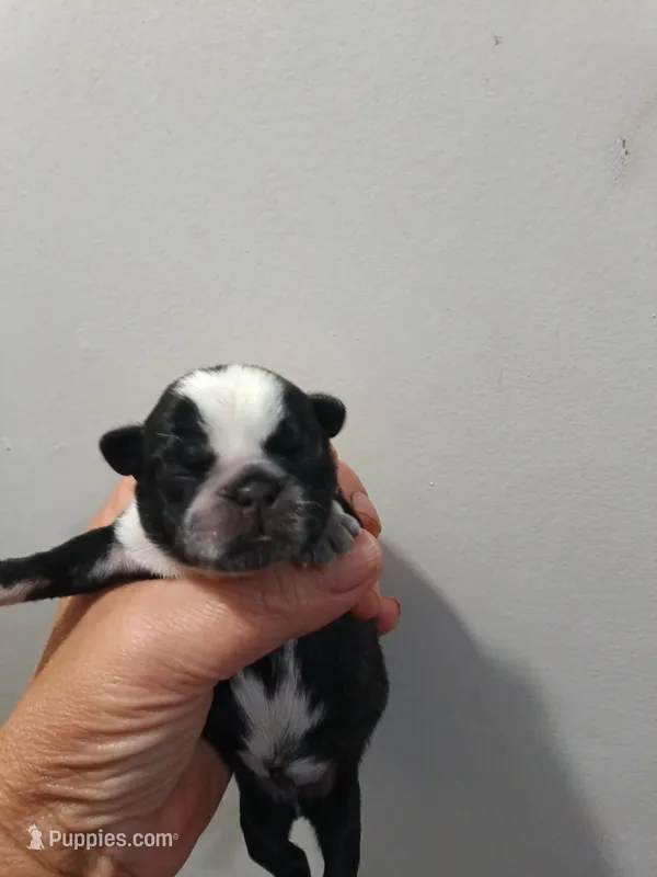 Blossom  – Pug puppy for sale in Dunlap, TN