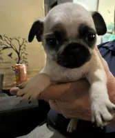 Casanova , a male Pug for sale in Chattanooga, TN – 5 of 10