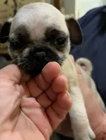 Casanova , a male Pug for sale in Chattanooga, TN – 8 of 10