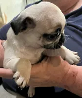 Casanova , a male Pug for sale in Chattanooga, TN – 3 of 10