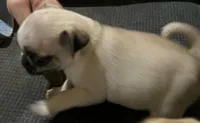 Casanova , a male Pug for sale in Chattanooga, TN – 2 of 10