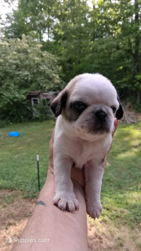 Jax – Pug puppy for sale in Chattanooga, TN