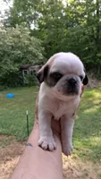 Jax, a male Pug for sale in Chattanooga, TN – 1 of 3