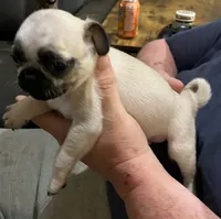 Casanova , a male Pug for sale in Chattanooga, TN – 6 of 10