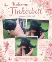 Tinkerbell , a female Pug for sale in Chattanooga, TN – 1 of 2