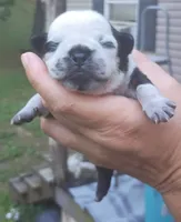 Peter pan, a male Pug for sale in Chattanooga, TN – 4 of 5