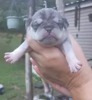 Simba, a male Pug for sale in Chattanooga, TN – 5 of 5