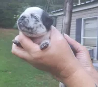 Aladdin , a male Pug for sale in Chattanooga, TN – 5 of 5