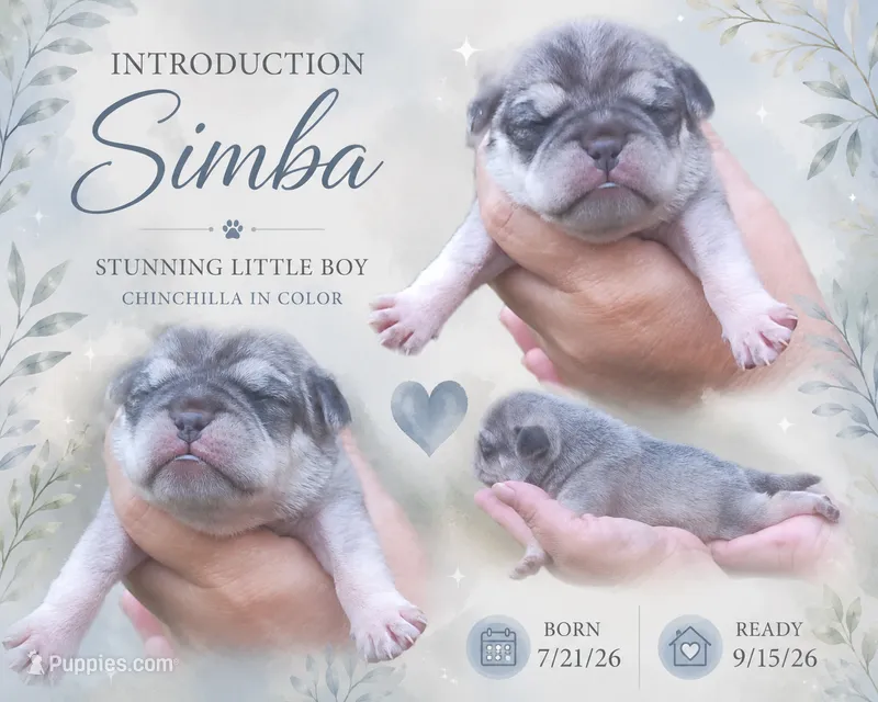 Simba – Pug puppy for sale in Chattanooga, TN