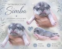 Simba, a male Pug for sale in Chattanooga, TN – 1 of 5