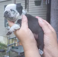 Aladdin , a male Pug for sale in Chattanooga, TN – 4 of 5