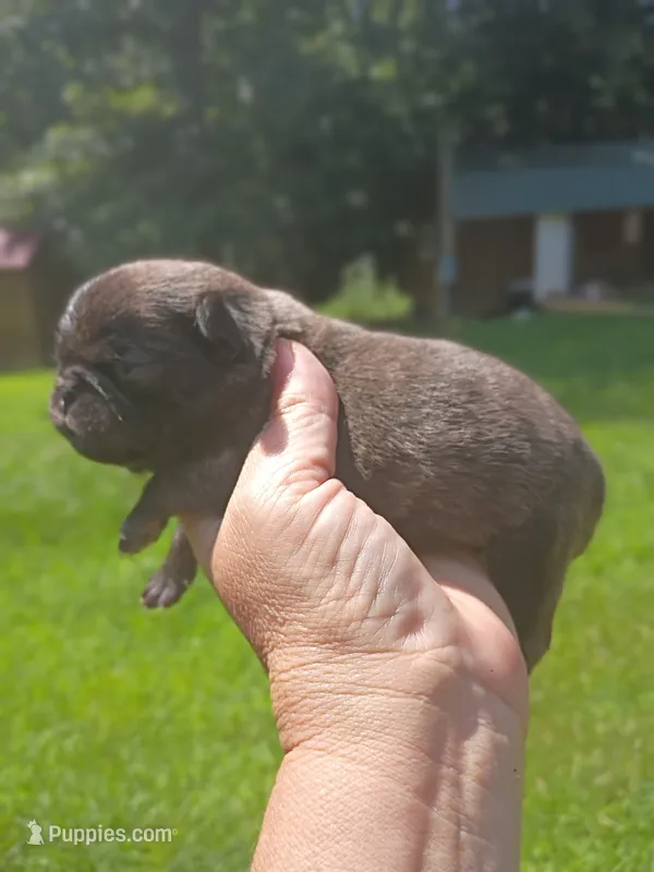 Bumblebee  – Pug puppy for sale in Dunlap, TN